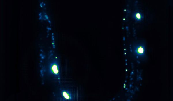 The whole nervous system of a worm.