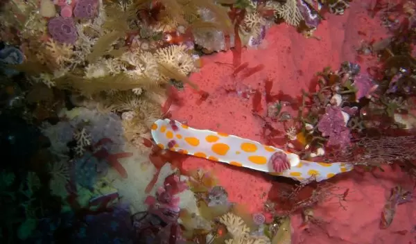 Photo of marine organisms under water