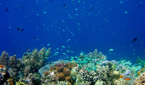 coral reef and fish near Philippines