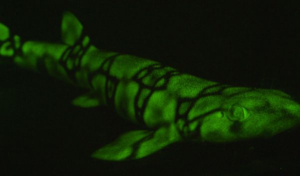 a green glowing fish