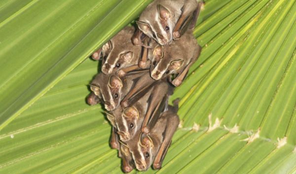 a group of common tent-making bats (Uroderma bilobatum) under leaves