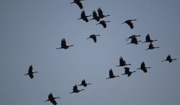 sandhill cranes flying