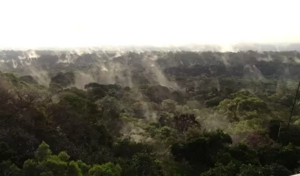 Amazon forest from tree line