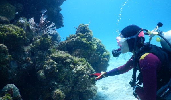 Alexandra Davis under water studying corals