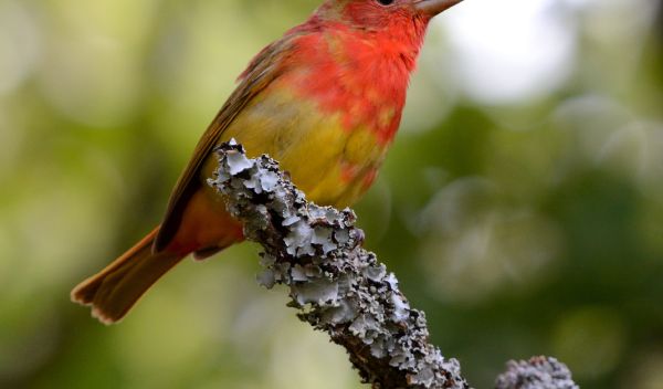 Biologists and atmospheric scientists track migrating birds like this summer tanager.