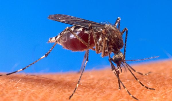 Mosquito on skin