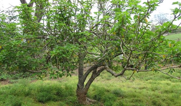 Curcusone D, from the root of a shrub native to the Americas, shows promise in combating cancer.