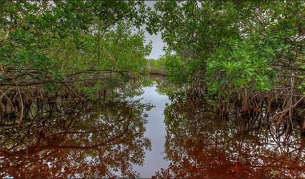 Scientists have put a price tag on the value of mangroves in the Everglades.