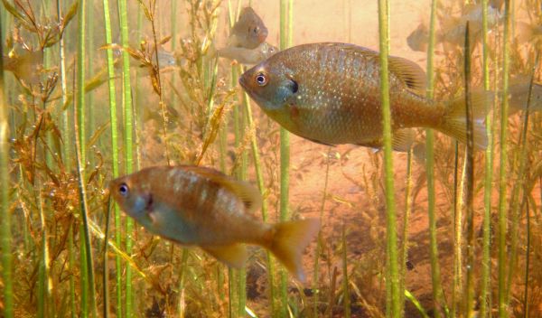 Bluegill in Wisconsin's Sparkling Lake show astonishing variability in numbers from year to year.