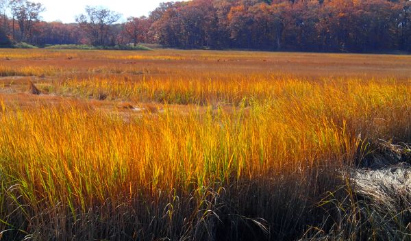 Sunset over a salt marsh at Plum Island, Massachusetts, as autumn arrives.