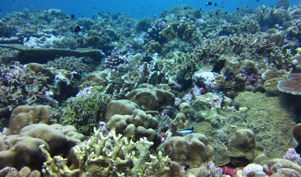 coral reef community