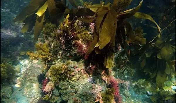underwater Kelp habitat in which black surfperch hunt for prey