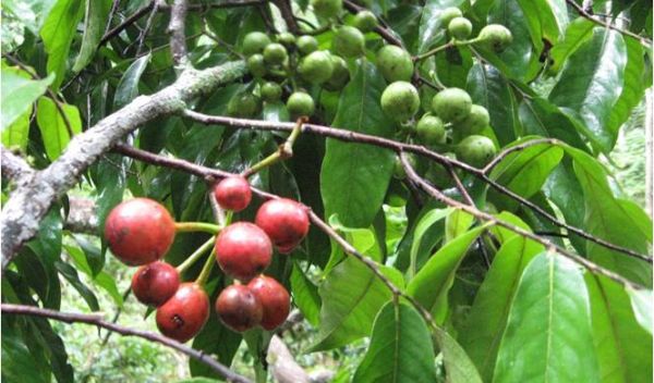 cherry-sized fruits of a tree species in Thailand