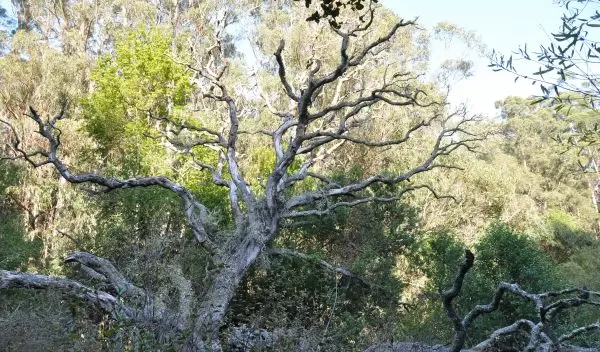 dried trees in a forest
