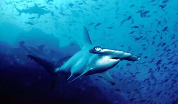 a shark in the water