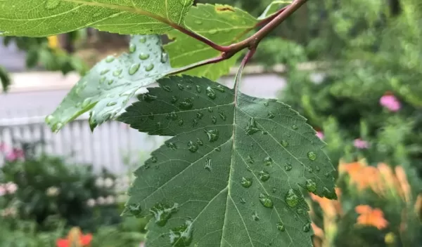 A leaf from a Washington hawthorn tree (Crataegus phaenopyrum) in a suburban yard.