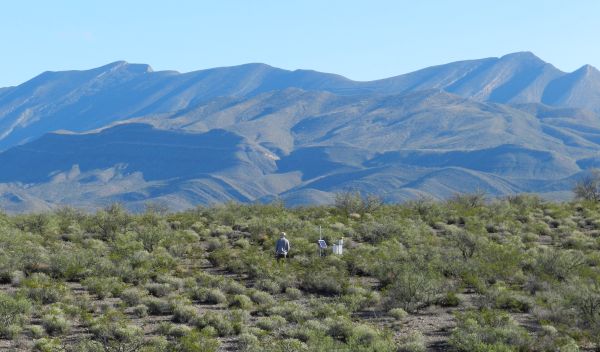 Lead study author Adam Schreiner-McGraw conducts field research in New Mexico's Chihuahuan Desert.