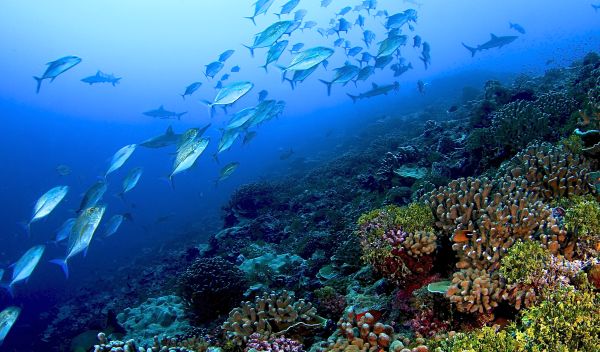 Fish swimming by a healthy coral reef in the Line Islands in the central Pacific Ocean.