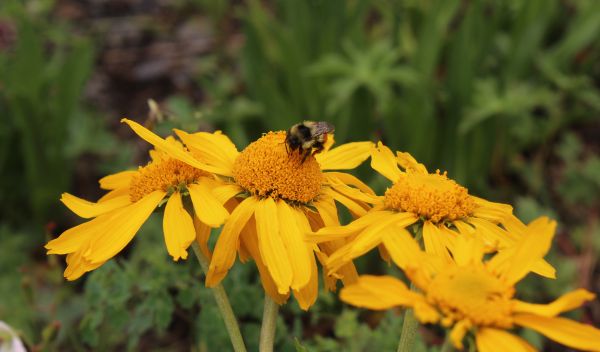 A bumblebee forages on a flower