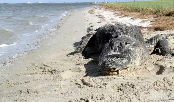 Alligator on beach