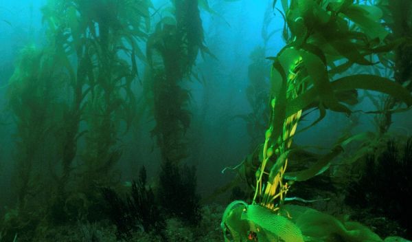 A forest of giant kelp off the coast of Southern California.