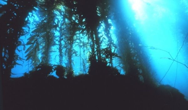California kelp forests