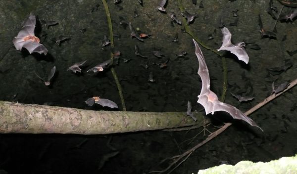 Each evening, thousands of bats rush out of caves in the Caribbean, here seen in Puerto Rico.