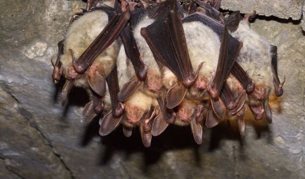 group of greater mouse-eared bats hanging upside down