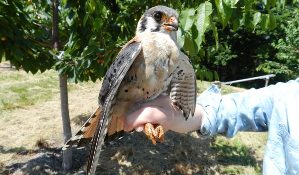 A male kestrel perched on a human hand.