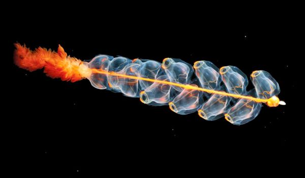 A siphonophore glides through the sea.