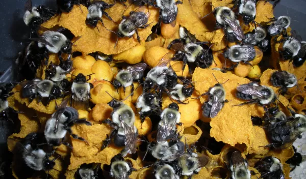 bumblebee colony in a nest