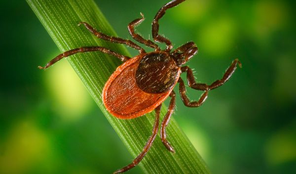 May is Lyme Disease Awareness Month: Do you know where the ticks are?
