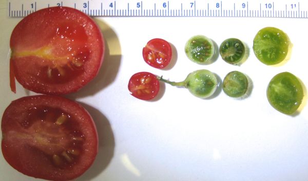 Wild tomatoes and domesticated tomatoes shown in different sizes