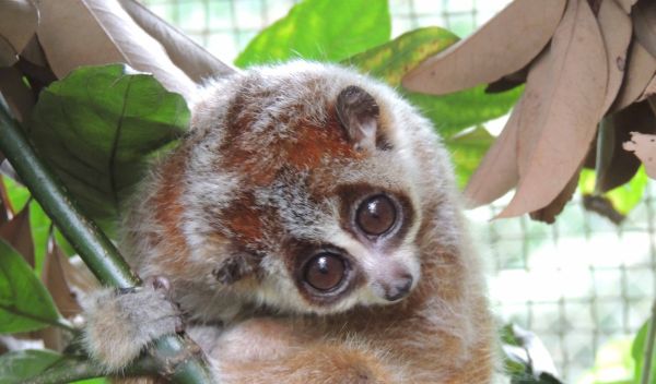 pygmy slow loris clinging to a branch
