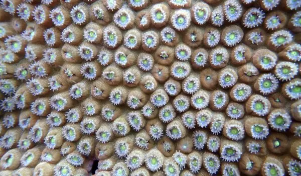 Close-up photo of a reef in the U.S. Virgin Islands. The coral's open polyps mean that it's feeding.