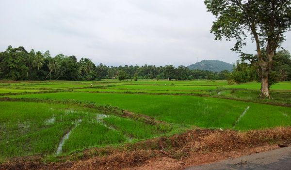 Rice farmers and others in Sri Lanka are contracting a kidney disease known as CKDu.