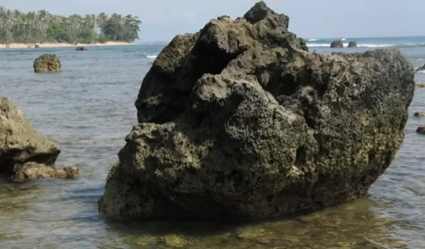 Fossil coral from Indonesia