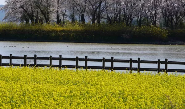 Field of mustard plants