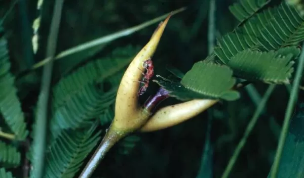 Queen acacia-ant cutting her first entrance hole into the thorn of an acacia tree