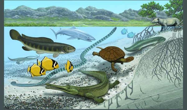 Mollusks, giant sea snakes and catfish in the ancient Trans-Saharan Seaway.