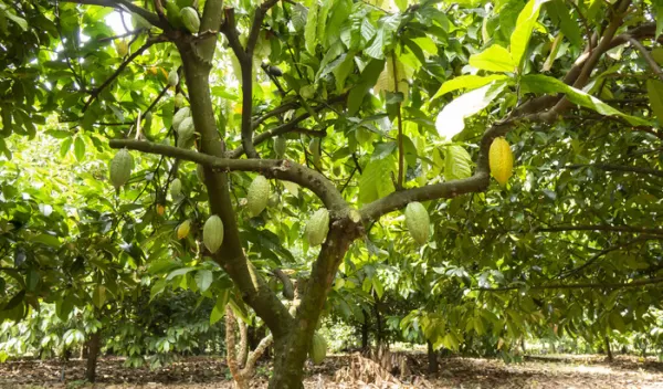 A pod rot called black pod spreads on cacao beans in excessive rain and humidity.