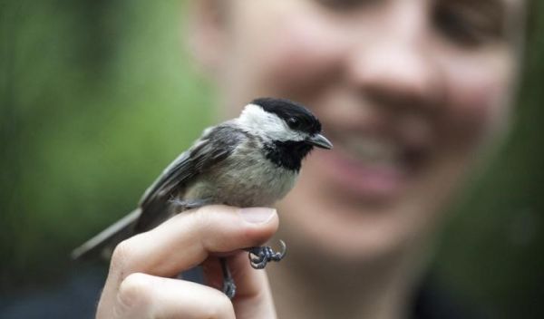 Chickadee sitting on a person's finger