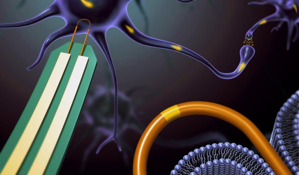 Nanowire devices can record intracellular signals without damaging a cell