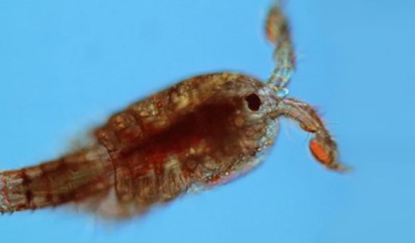 Copepod Tigriopus californicus