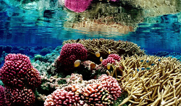Coral reef at Palmyra Atoll in the central equatorial Pacific Ocean.
