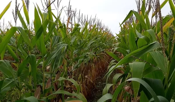 Corn field