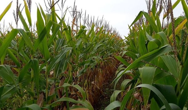 Corn field