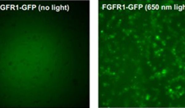On left, the gene FGFR1 in its natural state; on right, the gene when exposed to laser light.