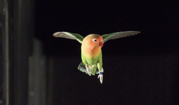 Lovebird during flight training in wind tunnel