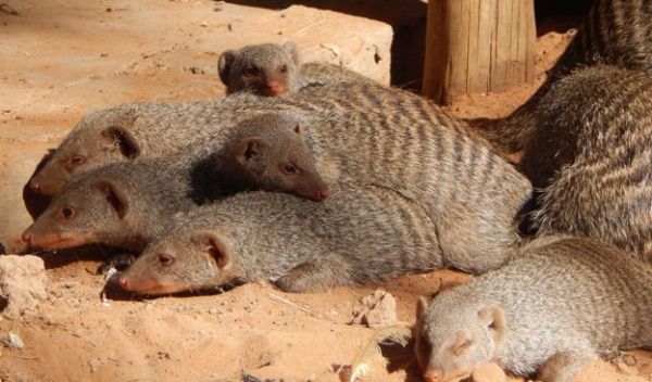 A group of mongoose
